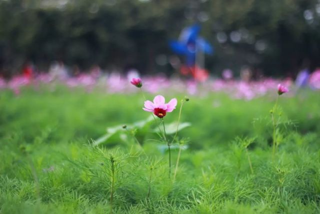 艳阳高照暖大地，阳春三月红花开，四海一家同蓝天。打一精准生肖动物|讲解词语解释释义