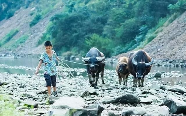 行船人的叫八归，洞在清溪。打一精准生肖动物|电信讲解解释释义