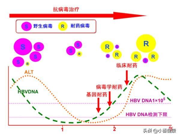 2019官方乙肝最新消息，研究突破与未来展望